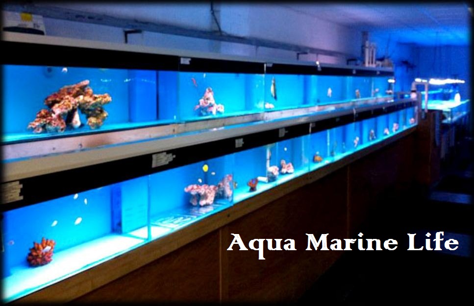 Aqua Marine life Chennai