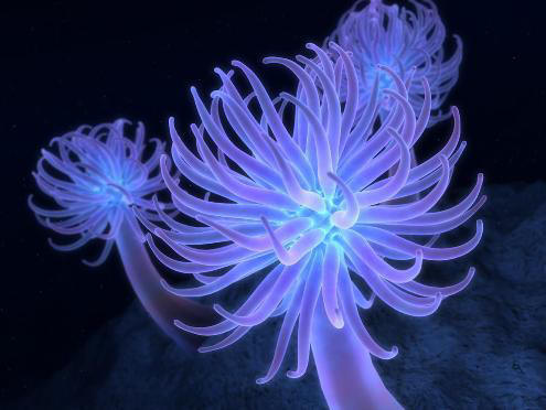 Foto de Aqua Marine life