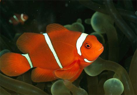 Fotos de Aqua Marine life
