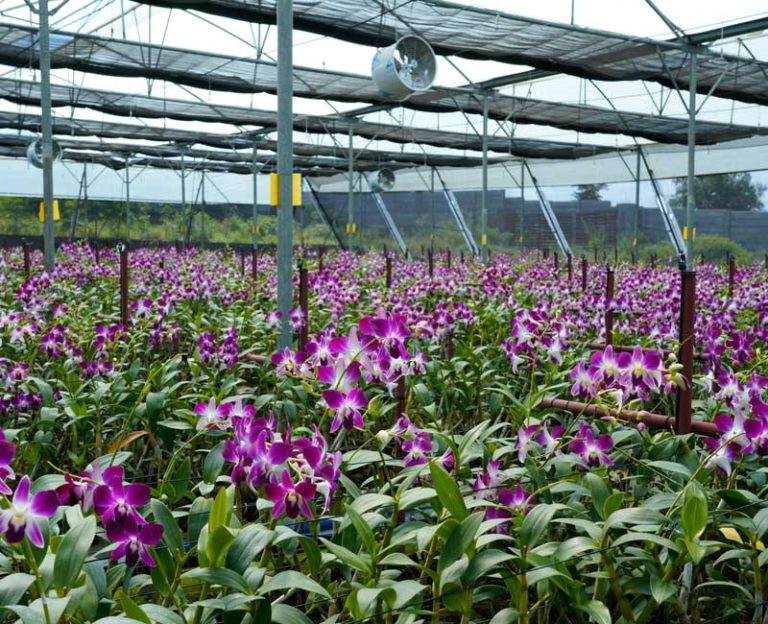 Fotos de copia agri pvt ltd