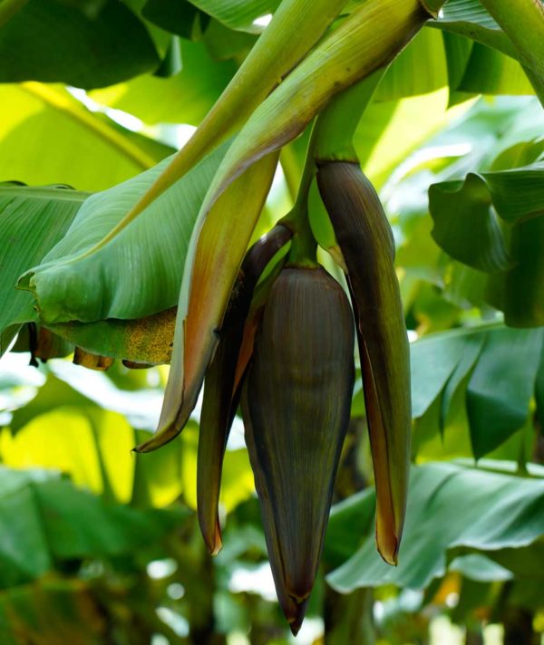 Foto de copia agri pvt ltd