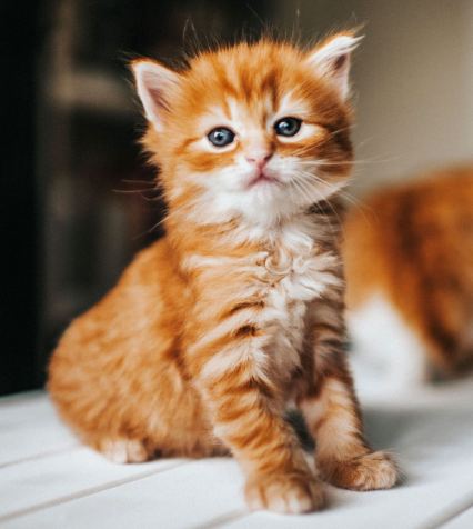 Foto de Excellent Pet Shop & Clinic