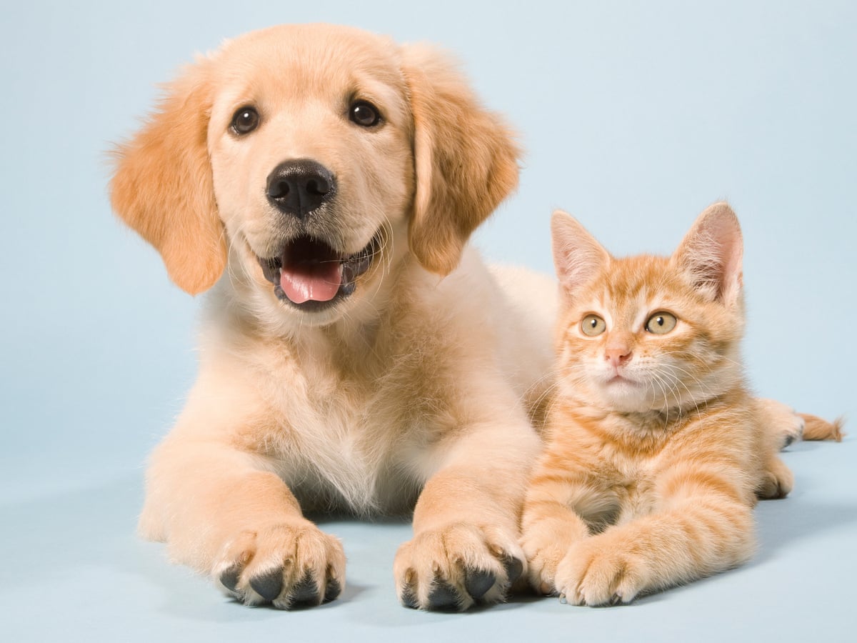 Excellent Pet Shop & Clinic Chennai